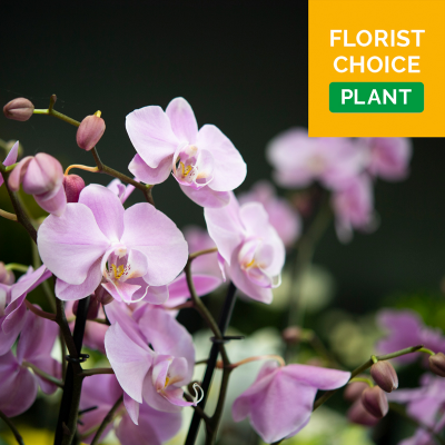 Florist Choice Plant - Florist Choice Plant 
